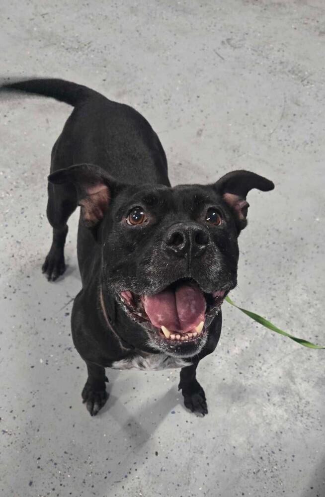 Enlarge Bella, a Adoptable Pit Bull Terrier in Orlando, FL image 4/5