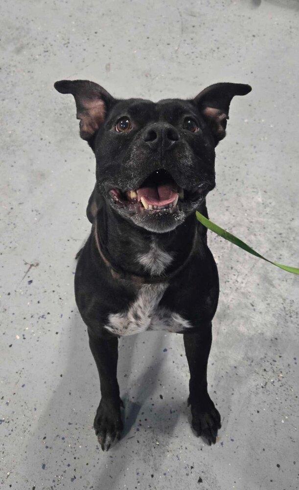 Enlarge Bella, a Adoptable Pit Bull Terrier in Orlando, FL image 5/5