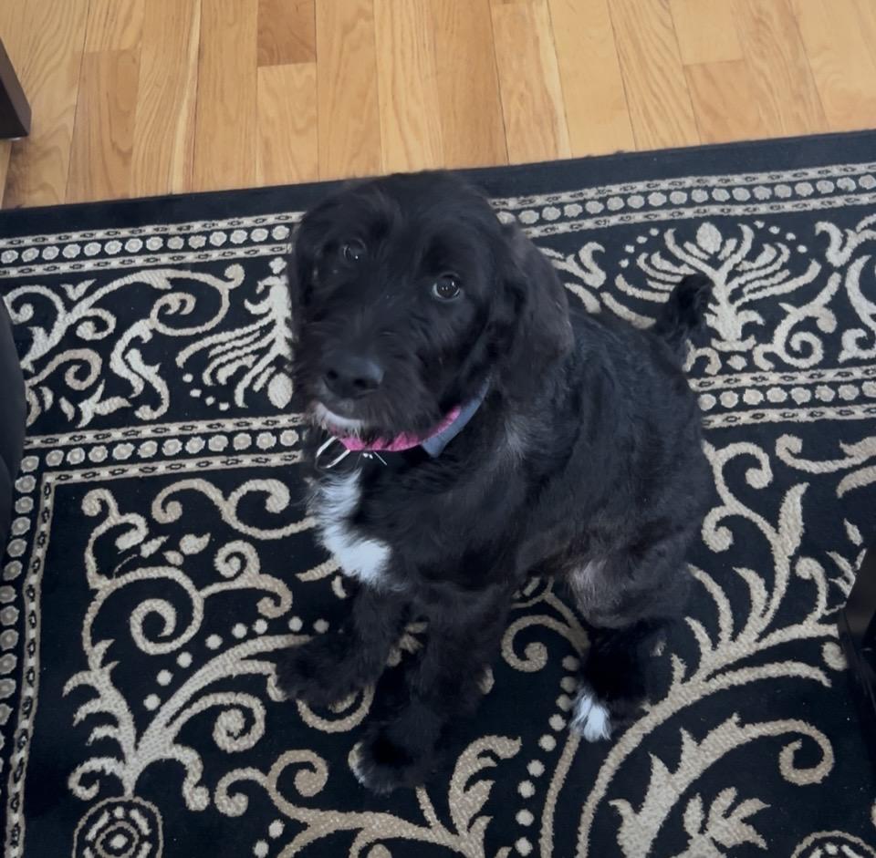 Lola, an adopted mixed breed in Andover, MA image 2/6