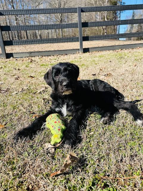 Lola, an adopted mixed breed in Andover, MA image 5/6