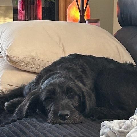 Lola, an adopted mixed breed in Andover, MA image 6/6