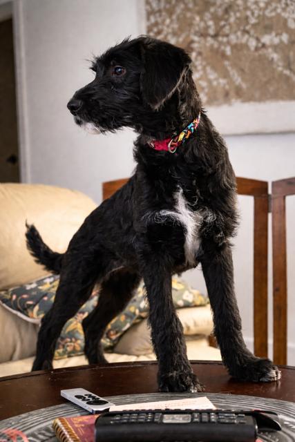 Lola, an adopted mixed breed in Andover, MA image 3/6