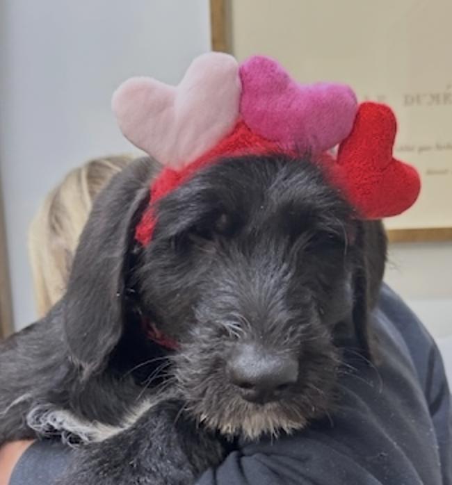 Lola, adopted, Puppy Female Labrador Retriever & Goldendoodle.