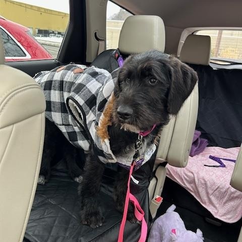 Lola, an adopted mixed breed in Andover, MA image 4/6