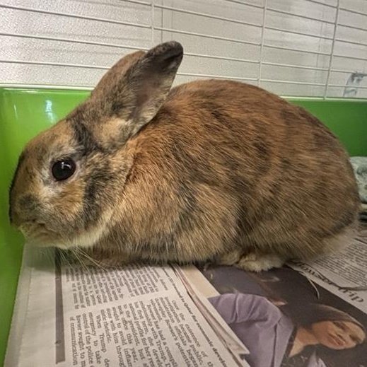 Tiger, ADOPTABLE, Adult Male Mini Rex.
