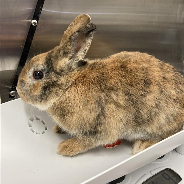 Enlarge Tiger, a ADOPTABLE Mini Rex in Prince Frederick, MD image 3/3