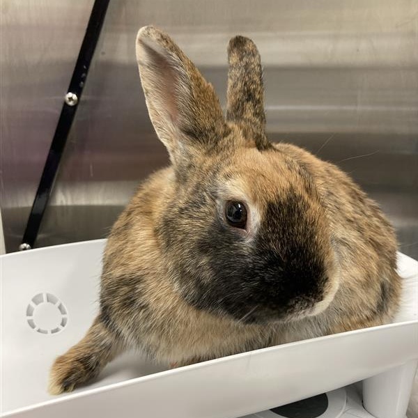 Enlarge Tiger, a ADOPTABLE Mini Rex in Prince Frederick, MD image 2/3