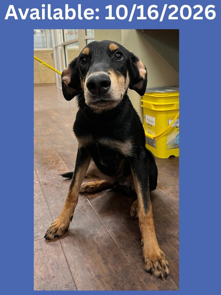 Enlarge Dog Kennel #38, a Adoptable mixed breed in Greenville, TX image 1/1