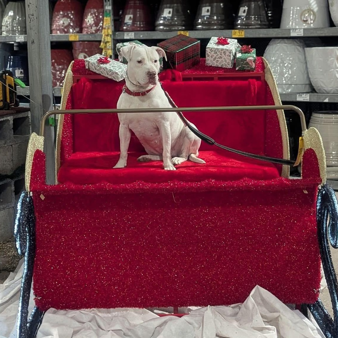 Luna, a Adoptable mixed breed in Pembroke, MA image 3/4