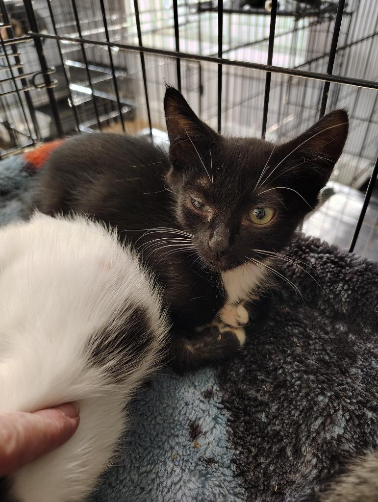 River, Adoptable, Young Male Domestic Short Hair.