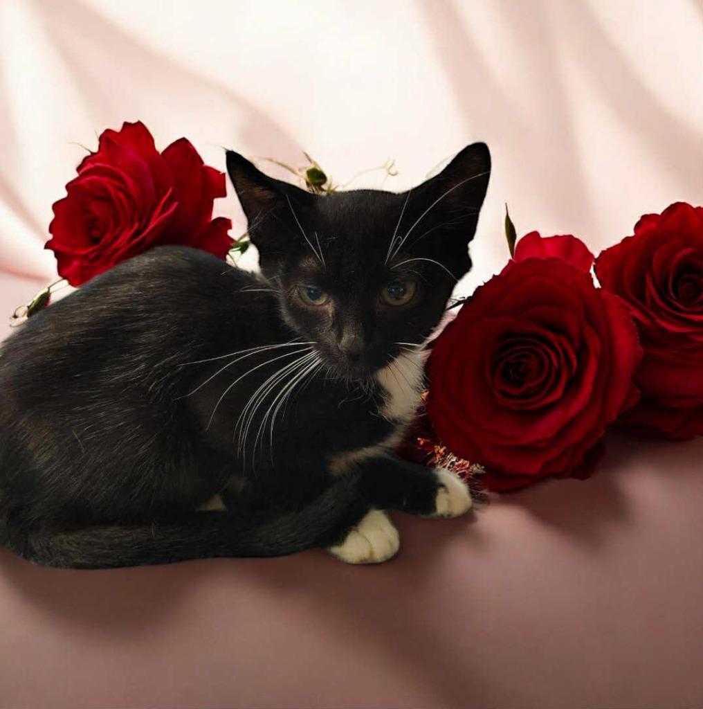 River, a Adoptable mixed breed in Richland Hills, TX image 2/2