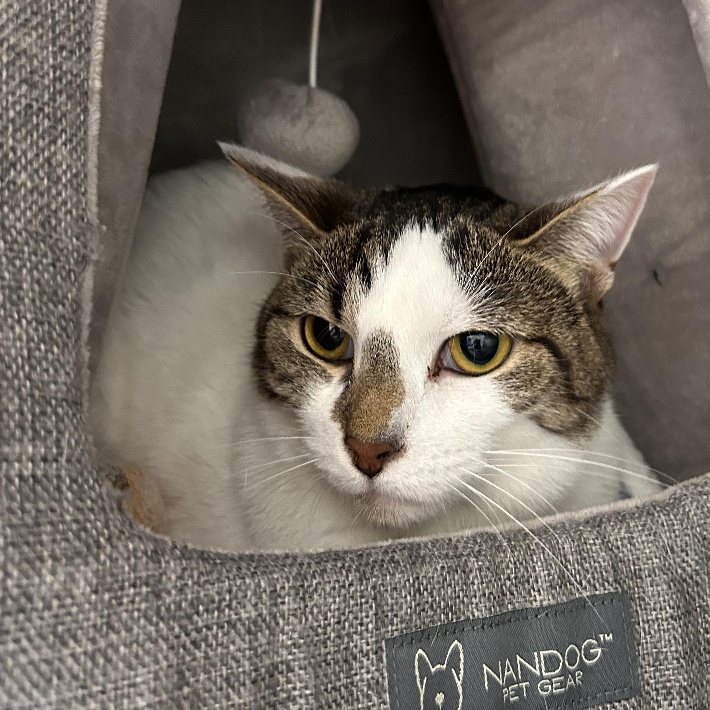 Enlarge Prometheus, a Adoptable mixed breed in The Colony, TX image 5/6
