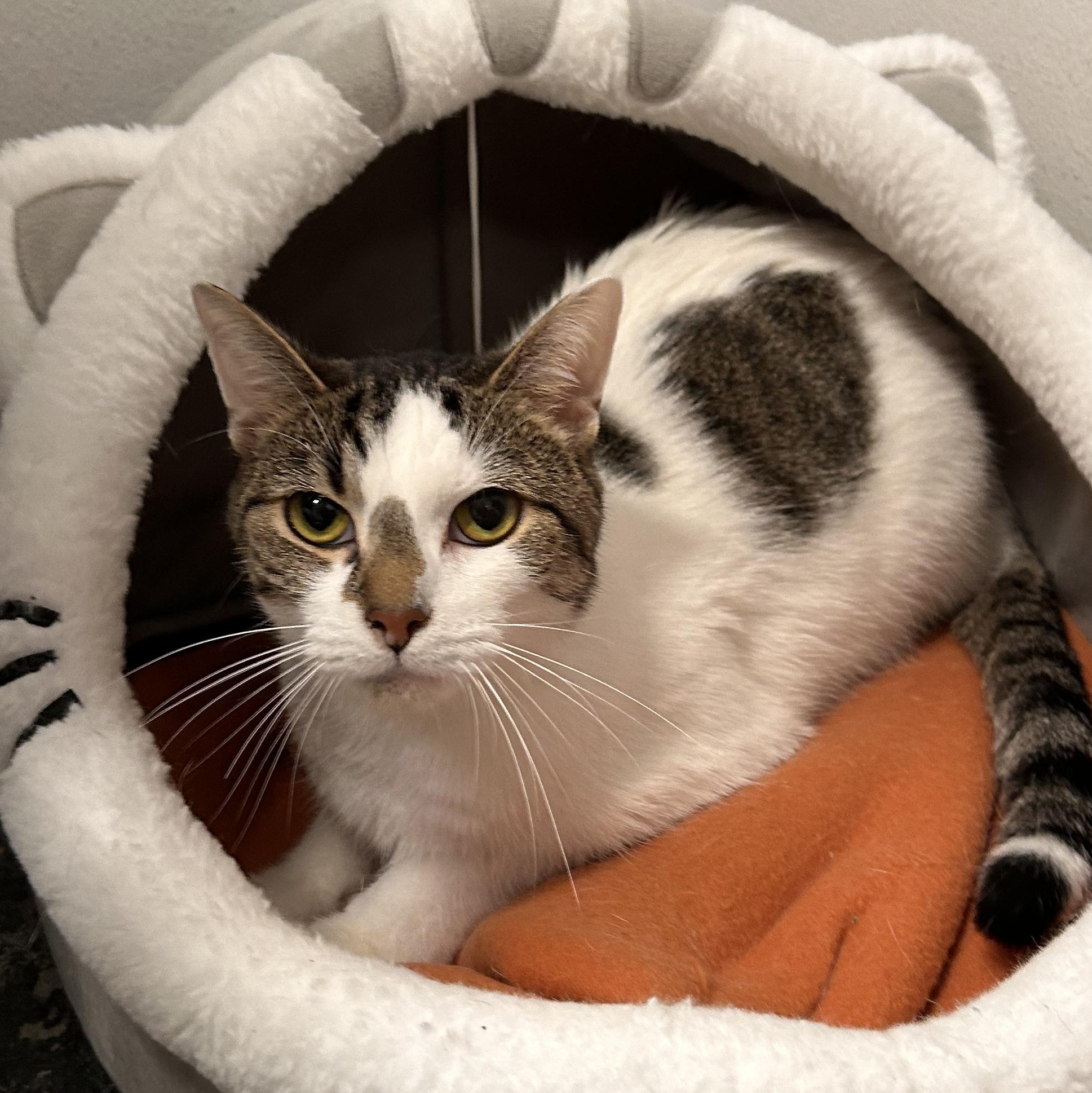 Enlarge Prometheus, a Adoptable mixed breed in The Colony, TX image 1/6