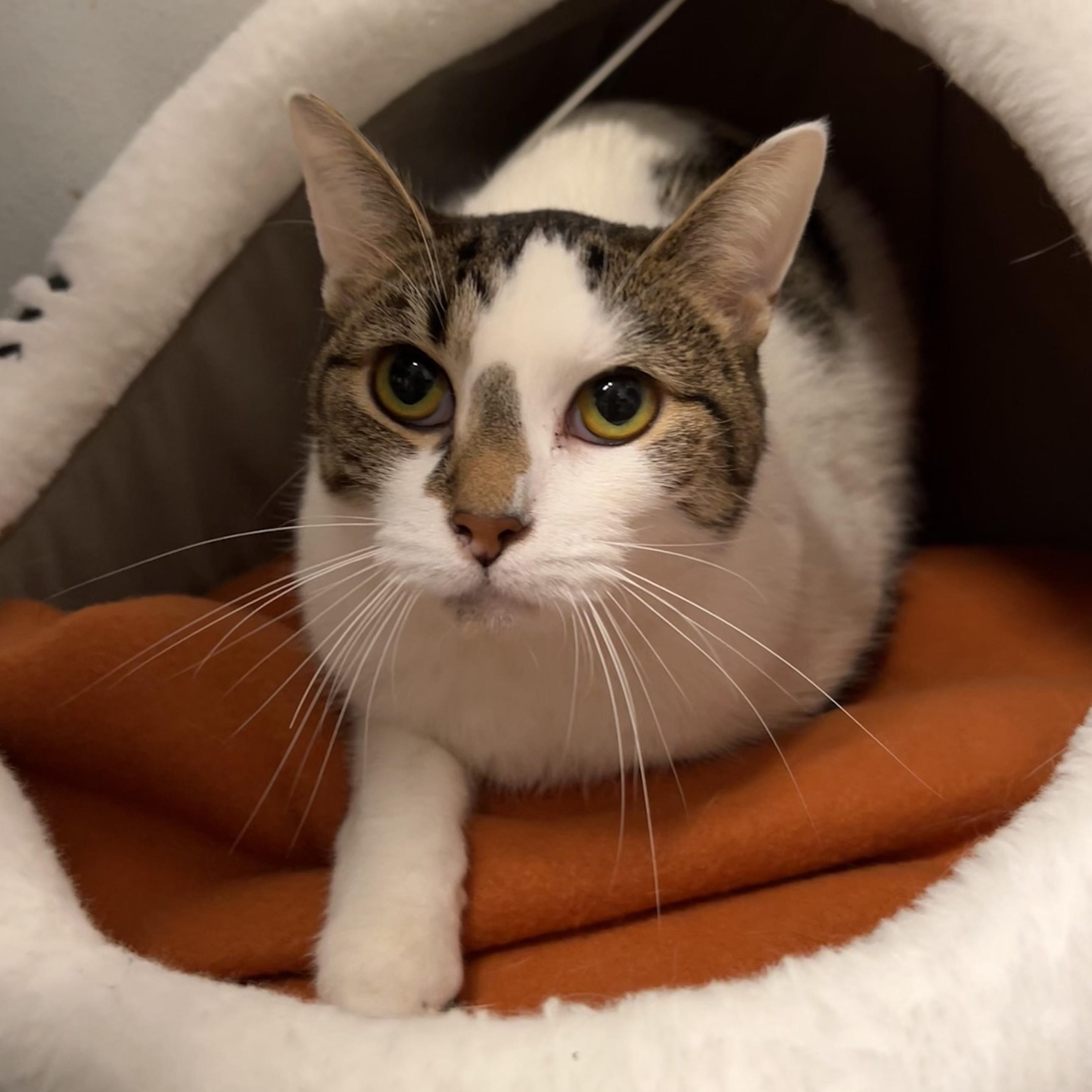 Enlarge Prometheus, a Adoptable mixed breed in The Colony, TX image 3/6