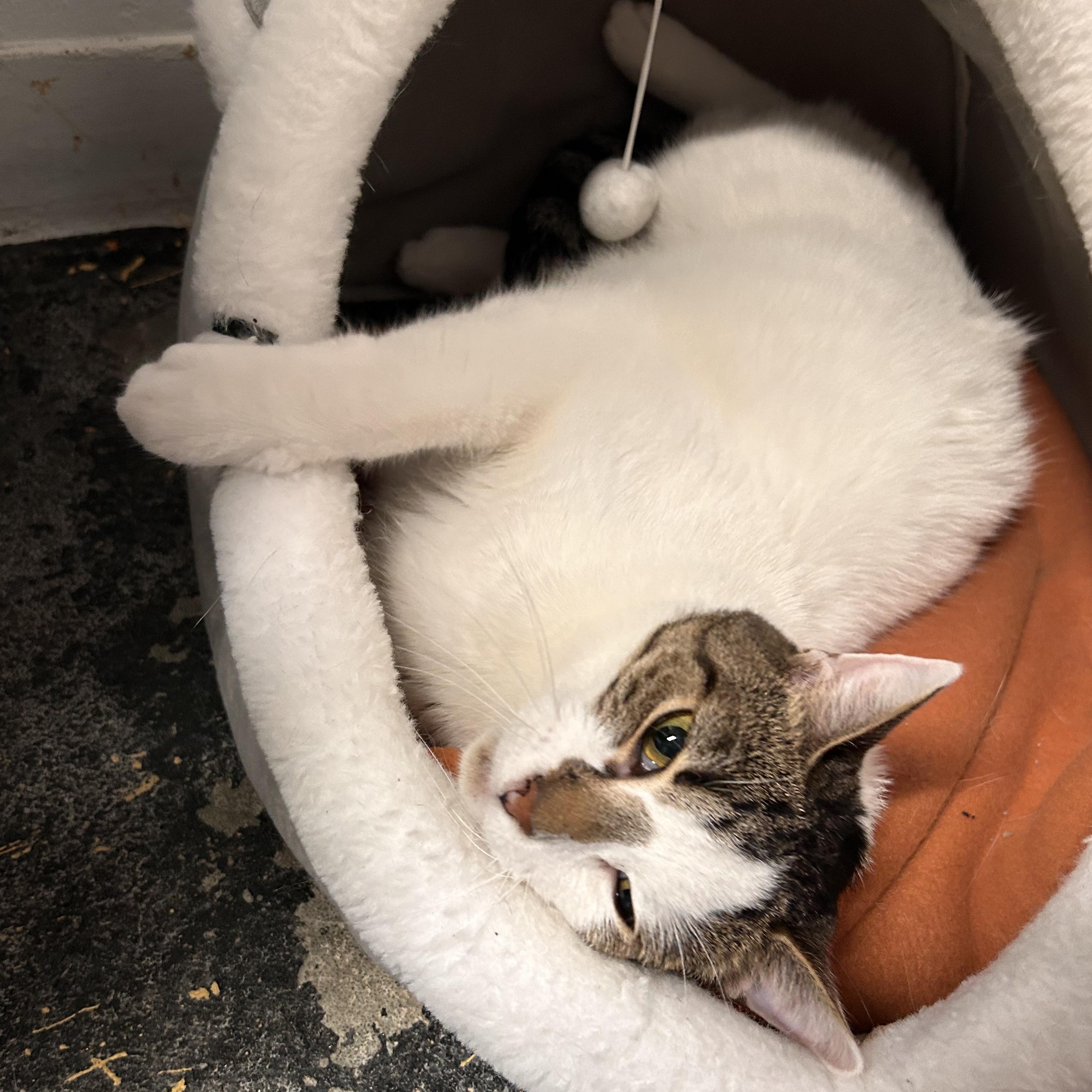 Enlarge Prometheus, a Adoptable mixed breed in The Colony, TX image 4/6