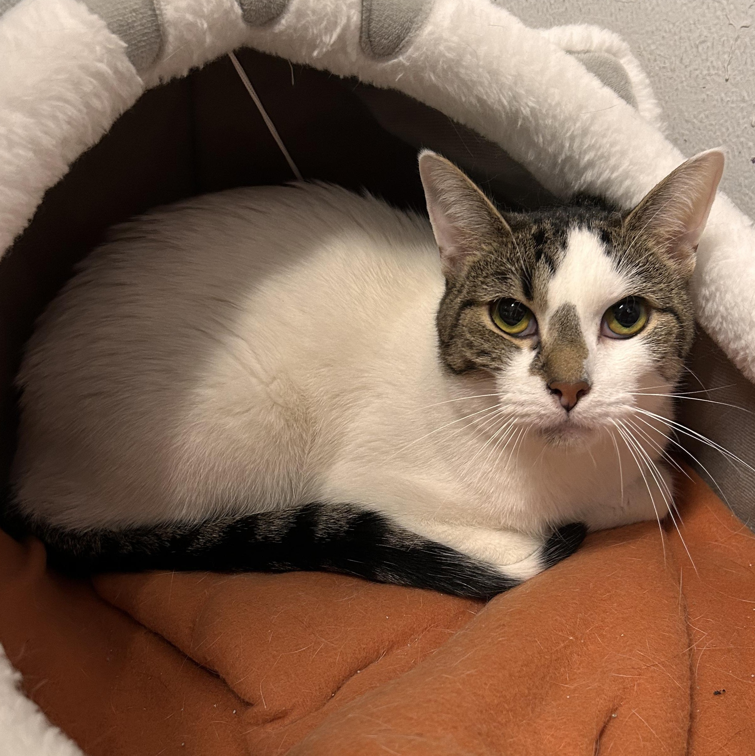 Enlarge Prometheus, a Adoptable mixed breed in The Colony, TX image 6/6