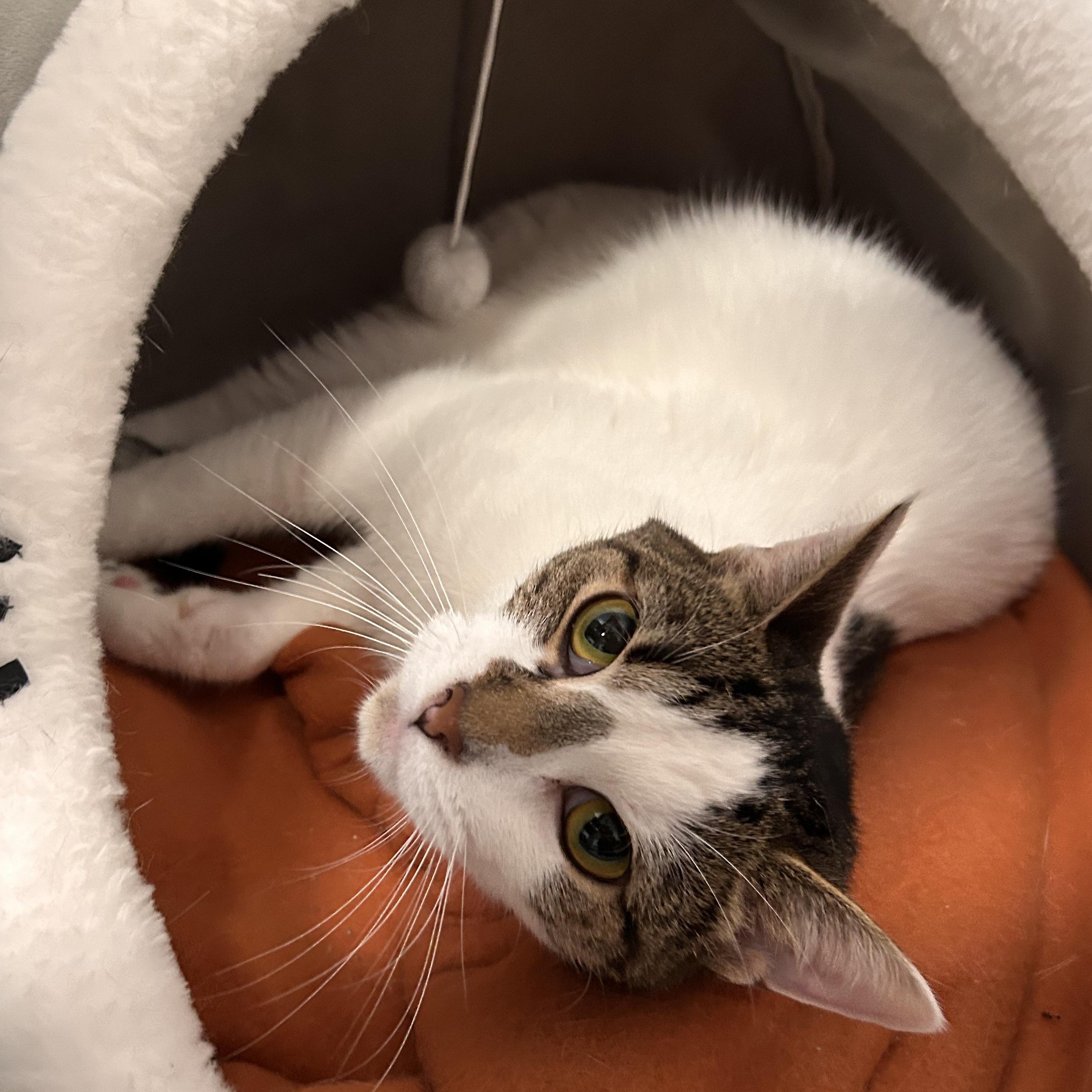 Enlarge Prometheus, a Adoptable mixed breed in The Colony, TX image 2/6