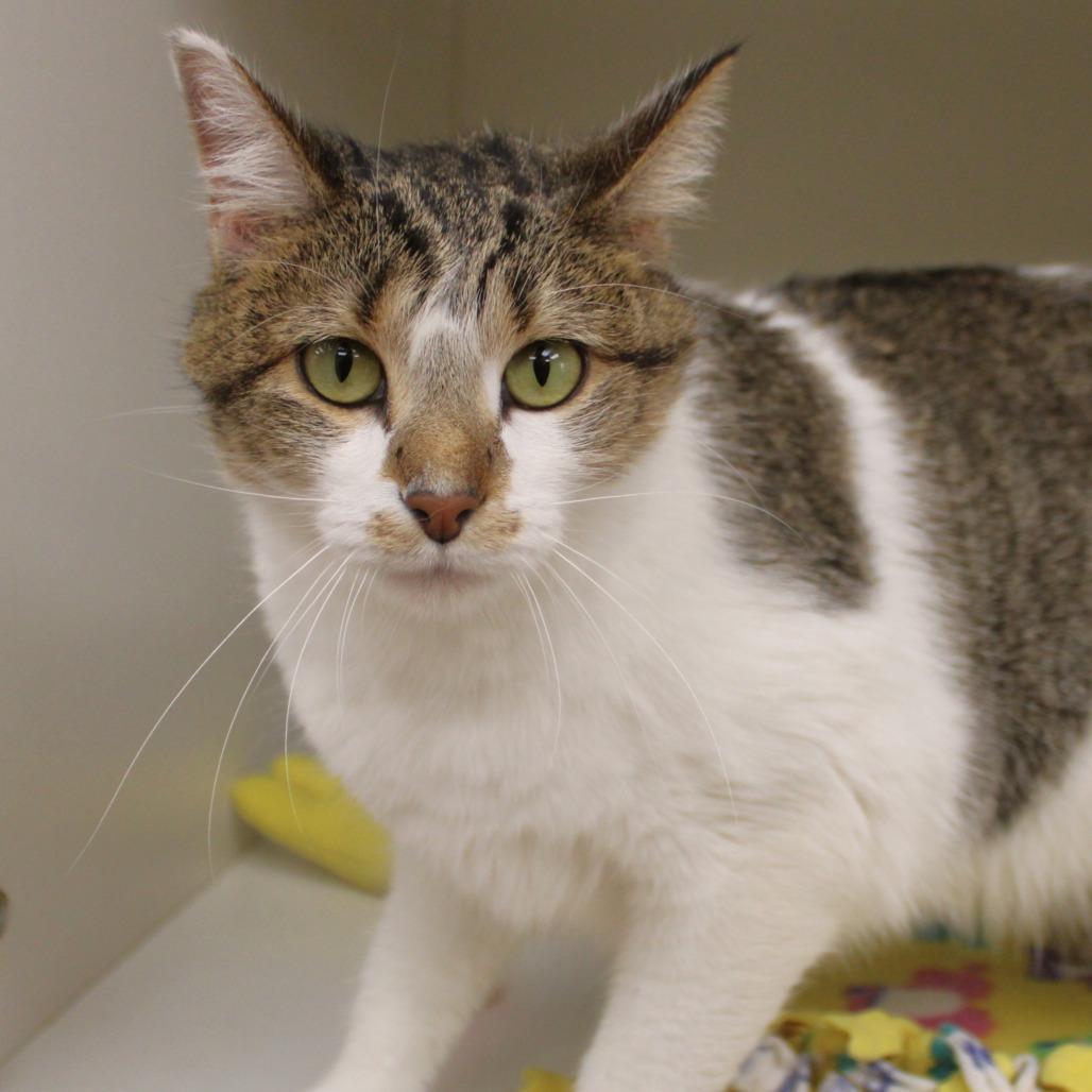Enlarge Sophie, a Adoptable Domestic Short Hair in Champaign, IL image 1/4