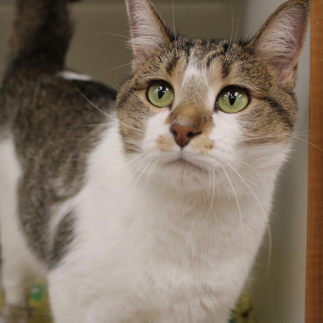 Enlarge Sophie, a Adoptable Domestic Short Hair in Champaign, IL image 2/4