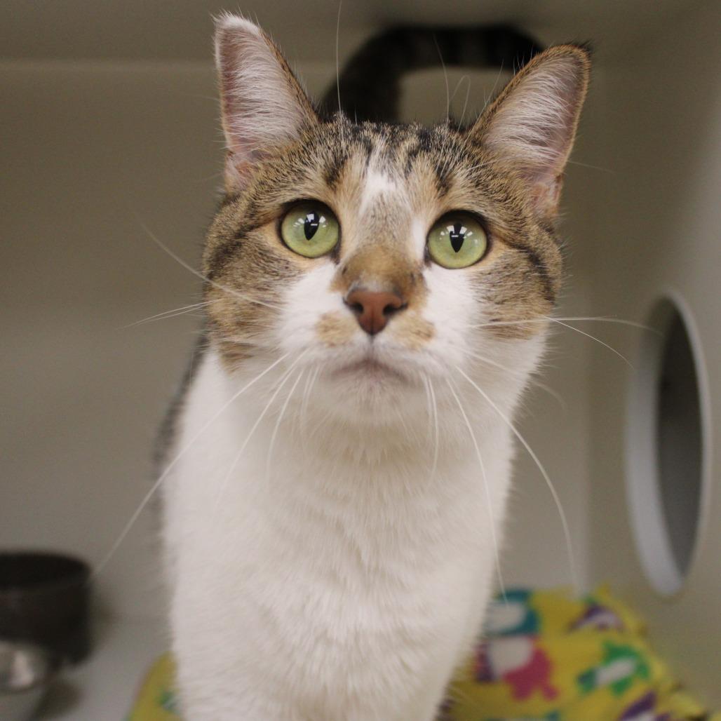 Enlarge Sophie, a Adoptable Domestic Short Hair in Champaign, IL image 3/4