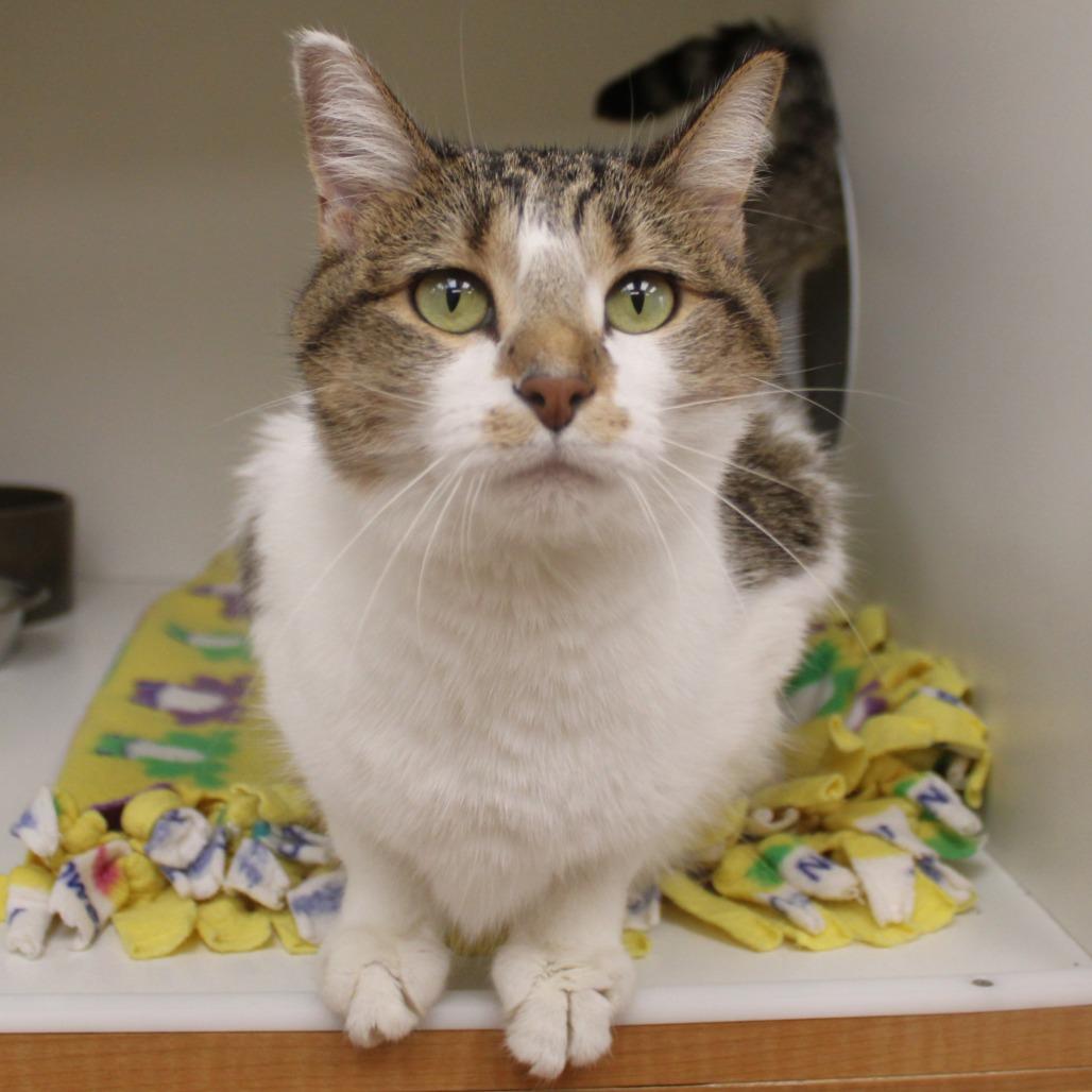 Enlarge Sophie, a Adoptable Domestic Short Hair in Champaign, IL image 4/4