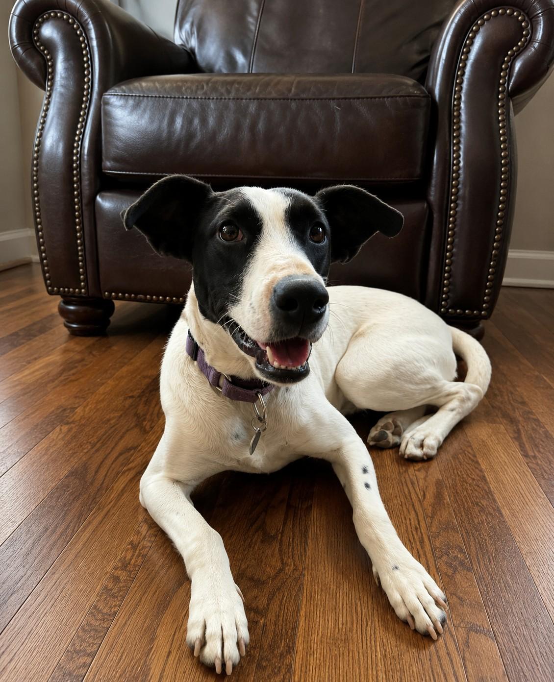 Enlarge Sonny, a ADOPTABLE mixed breed in Poway, CA image 1/1