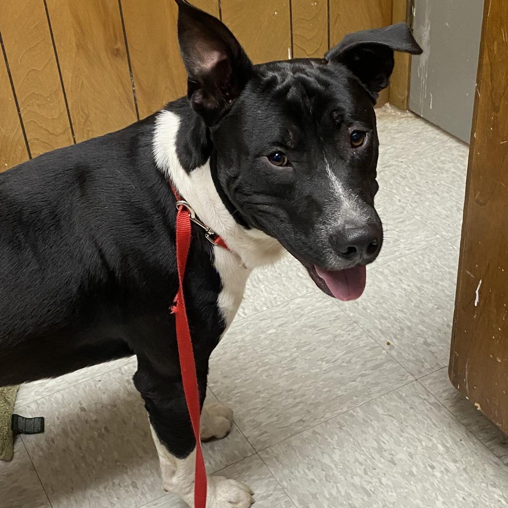 Jackson, Adoptable, Adult Male Pit Bull Terrier & Mixed Breed.