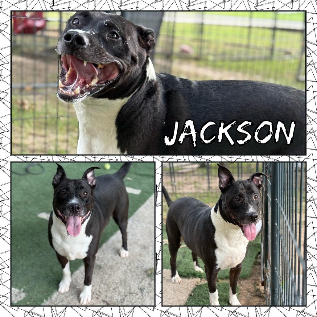 Enlarge Jackson, a Adoptable mixed breed in Fort Smith, AR image 2/3