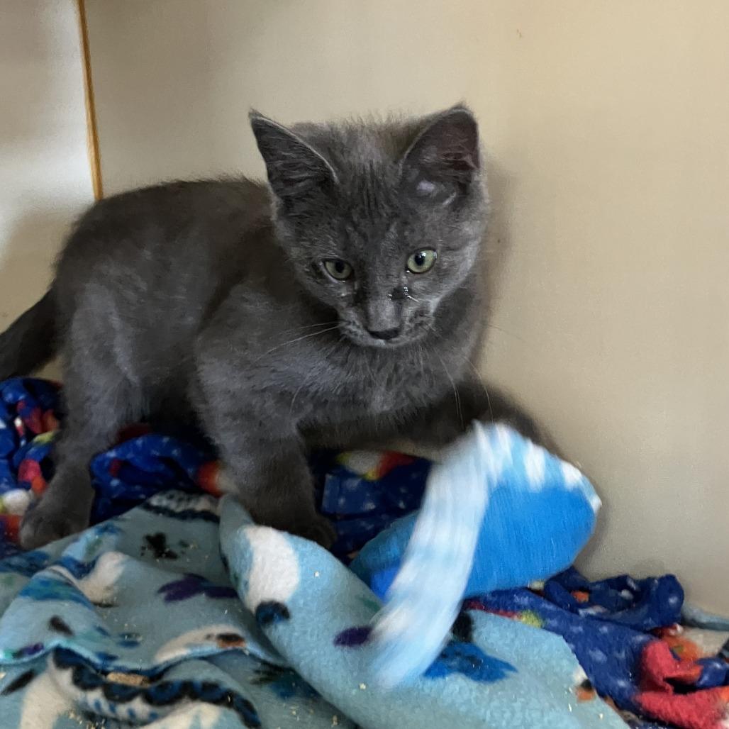 Jackson, a Adoptable Domestic Short Hair in Idaho Falls, ID image 1/4