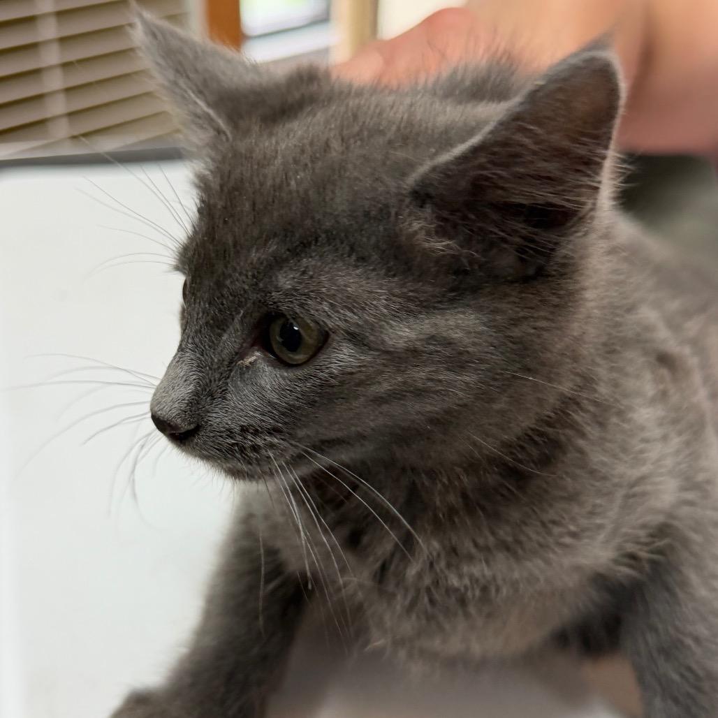 Jackson, a Adoptable Domestic Short Hair in Idaho Falls, ID image 2/4