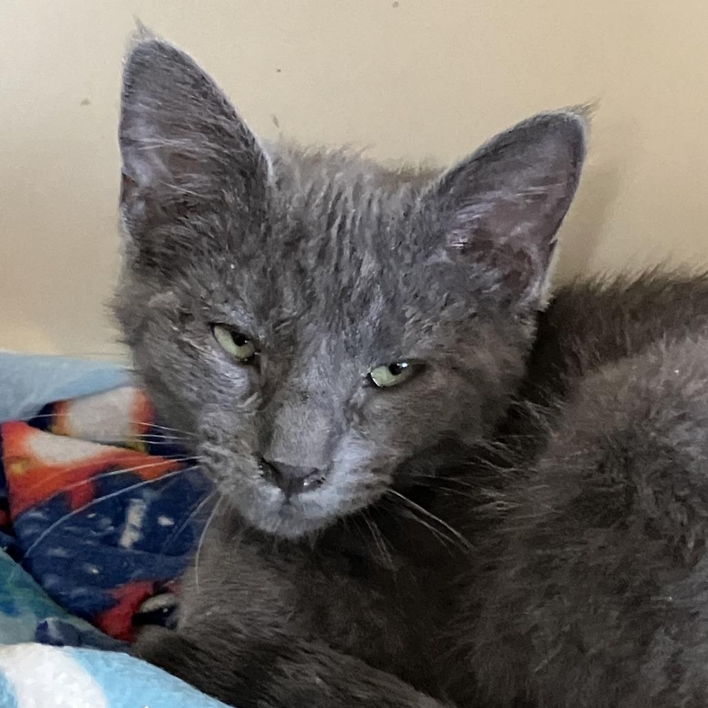 Jackson, a Adoptable Domestic Short Hair in Idaho Falls, ID image 3/4