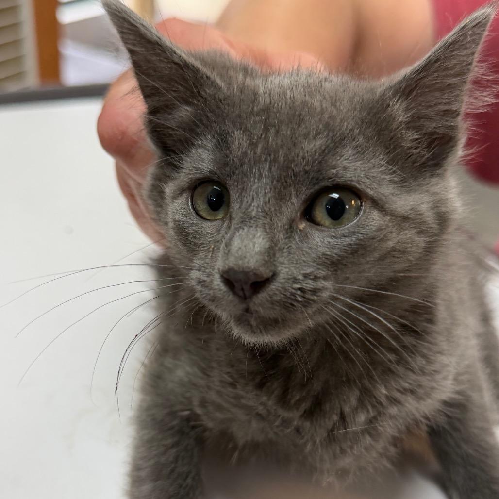 Jackson, a Adoptable Domestic Short Hair in Idaho Falls, ID image 4/4
