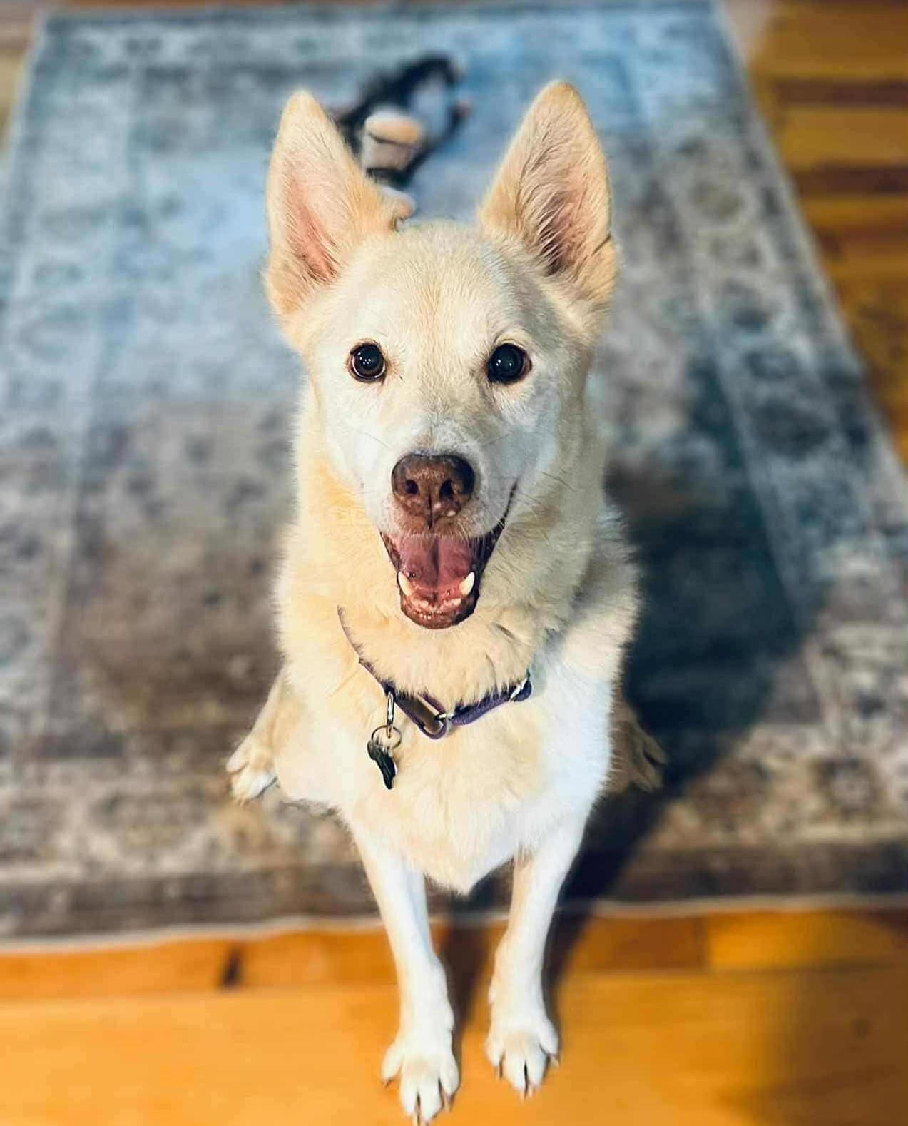 Nilla, an adoptable German Shepherd Dog, Jindo in Boerne, TX, 78006 | Photo Image 4