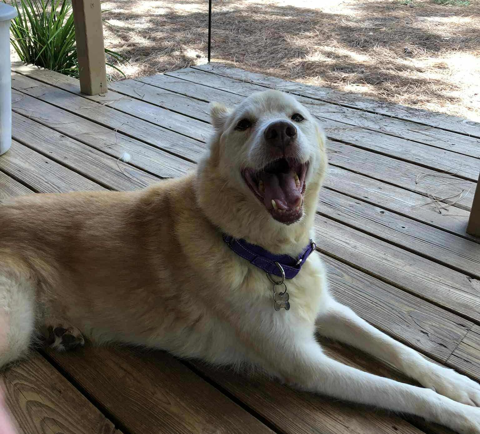Nilla, an adoptable German Shepherd Dog, Jindo in Boerne, TX, 78006 | Photo Image 3