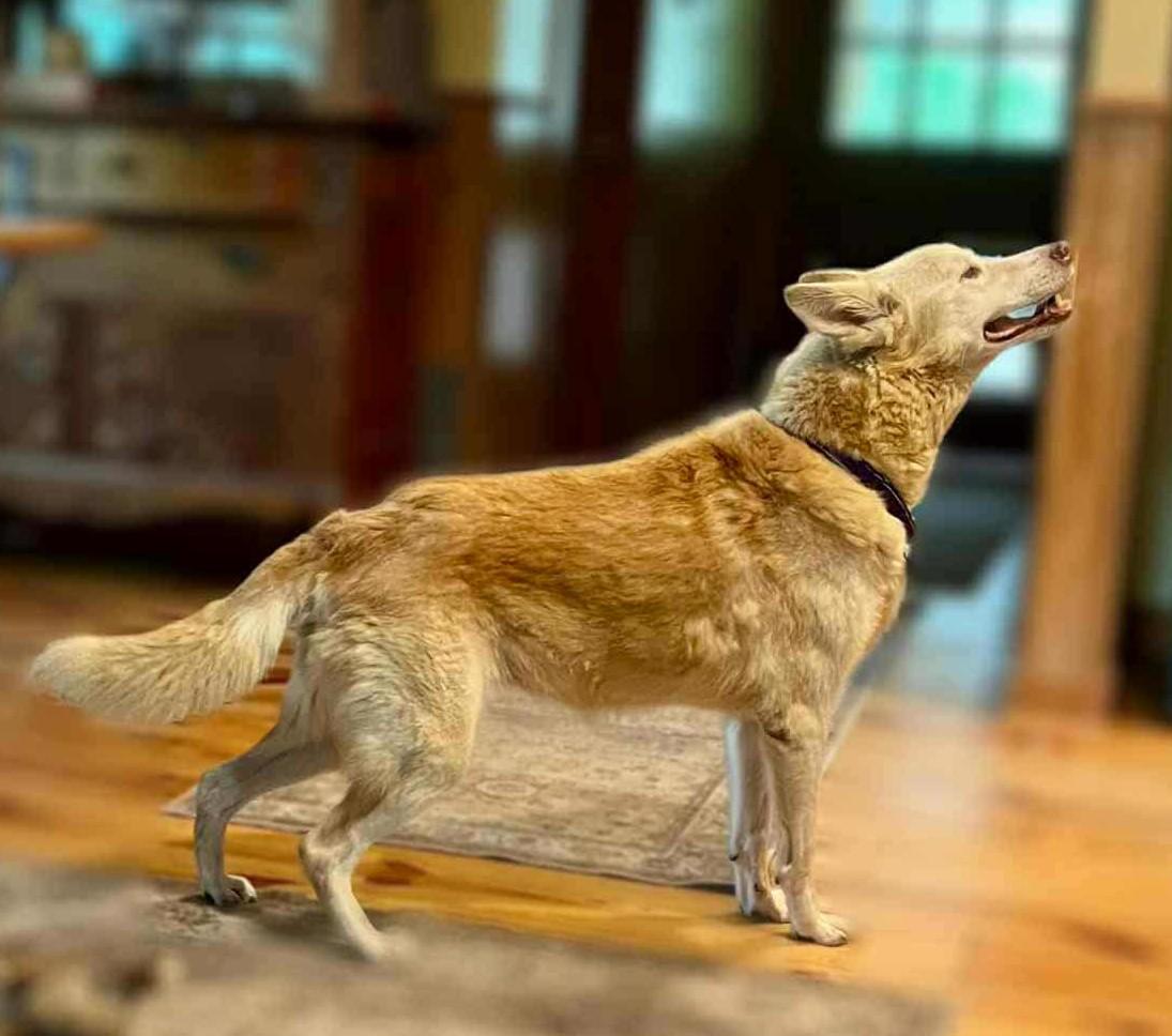 Nilla, an adoptable German Shepherd Dog, Jindo in Boerne, TX, 78006 | Photo Image 5