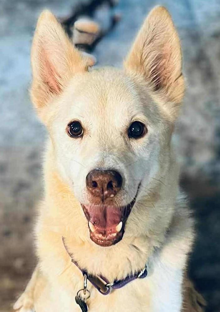 Nilla, an adoptable German Shepherd Dog, Jindo in Boerne, TX, 78006 | Photo Image 1
