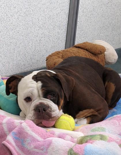 Enlarge Rhoda, a Adoptable mixed breed in Roseville, CA image 1/3