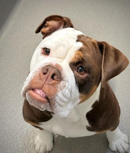 Enlarge Rhoda, a Adoptable mixed breed in Roseville, CA image 2/3