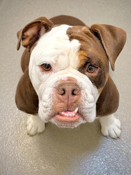Enlarge Rhoda, a Adoptable mixed breed in Roseville, CA image 3/3