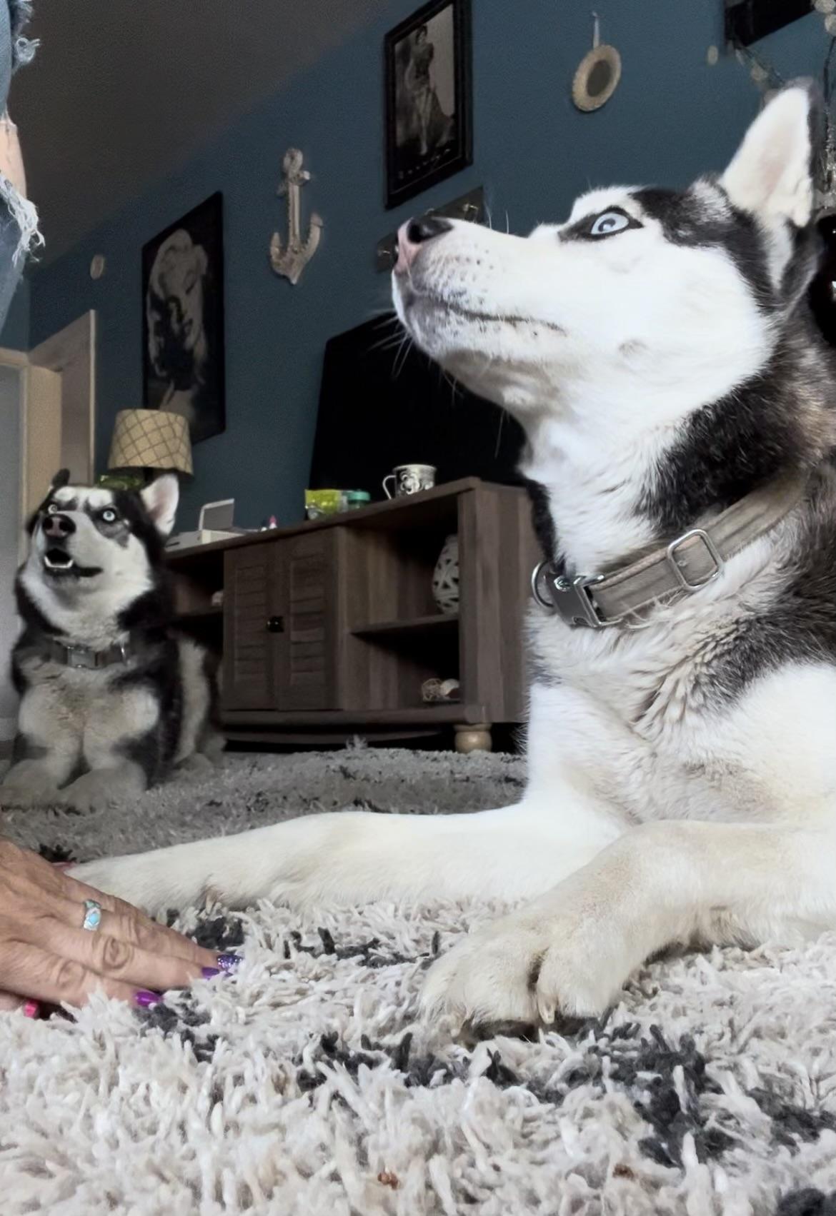 Dreamer, a Adoptable Husky in Pocatello, ID image 1/6