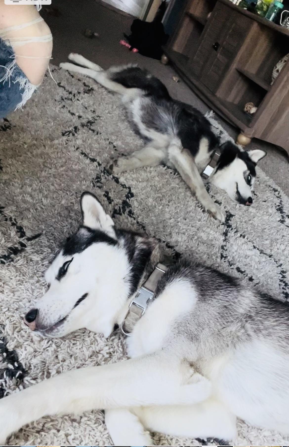 Dreamer, a Adoptable Husky in Pocatello, ID image 2/6