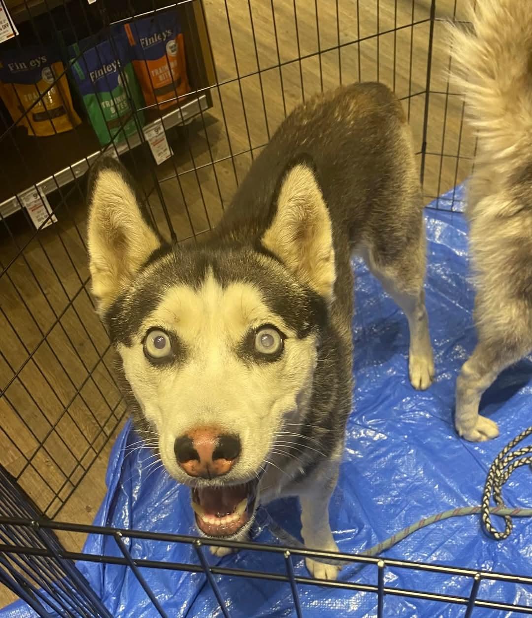 Dreamer, a Adoptable Husky in Pocatello, ID image 3/6