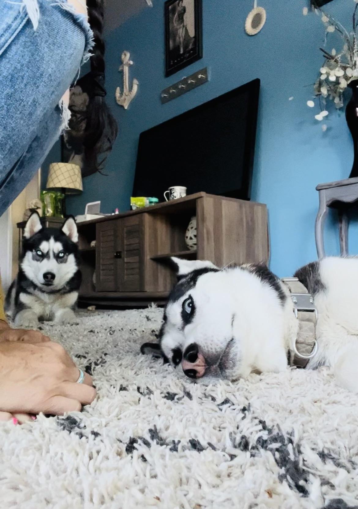 Dreamer, a Adoptable Husky in Pocatello, ID image 4/6