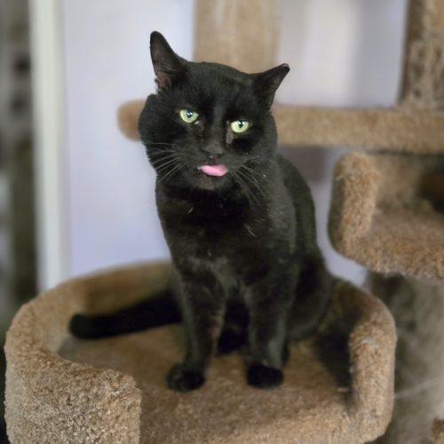 Enlarge Oswald, a Adoptable mixed breed in Knoxville, TN image 1/5