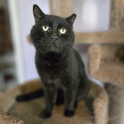 Enlarge Oswald, a Adoptable mixed breed in Knoxville, TN image 3/5