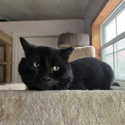 Enlarge Oswald, a Adoptable mixed breed in Knoxville, TN image 2/6