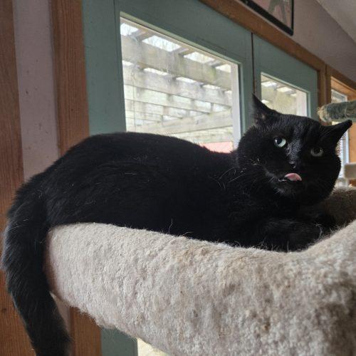 Enlarge Oswald, a Adoptable mixed breed in Knoxville, TN image 4/6