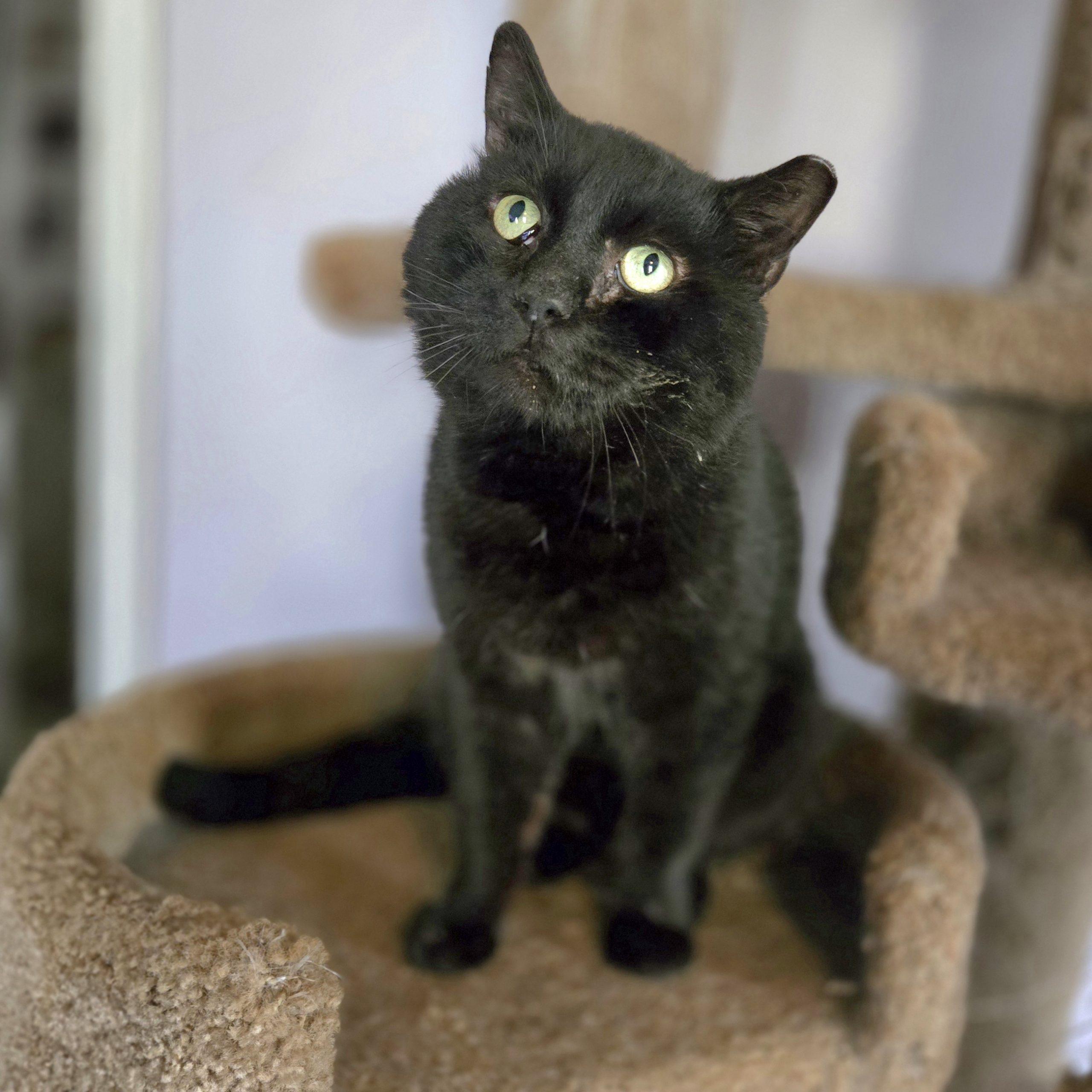 Enlarge Oswald, a Adoptable mixed breed in Knoxville, TN image 5/6