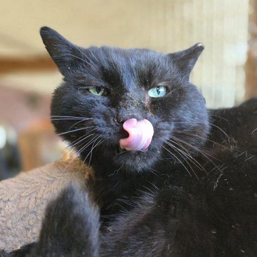 Enlarge Oswald, a Adoptable mixed breed in Knoxville, TN image 6/6