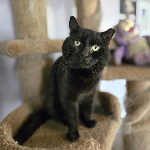 Enlarge Oswald, a Adoptable mixed breed in Knoxville, TN image 5/5